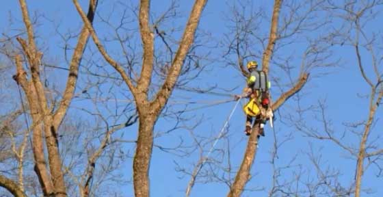 Athens GA tree service