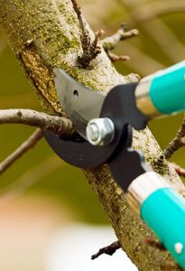 Tree trimming – Layton's Tree Service