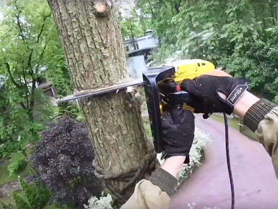 tree removal Gainesville GA