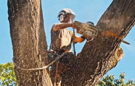 tree removal Athens GA