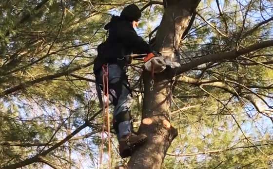 tree service Athens GA